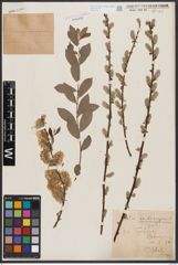 Salix aurita L. x Salix repens L.
